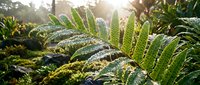Morning dew glistens on fern fronds in lush forest garden, creating serene nature scene with soft sunlight filtering through foliage.