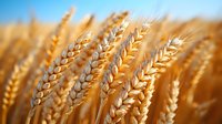 Golden ripe wheat ears close-up in sunlight against blue sky background. Macro shot of cereal crop field showing agricultural harvest and farming concept.