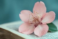 Delicate pink flower resting on open book pages against soft teal background, symbolizing literature, knowledge, and nature combined for editorial and lifestyle designs.