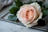 Soft pink rose bloom with delicate petals and green leaves resting on weathered white wooden surface for romantic wedding or Valentine's Day designs.