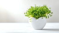 Fresh microgreens growing in modern white ceramic pot on minimalist white surface, ideal for healthy cooking and home gardening.