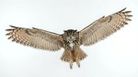 Isolated eagle owl with wings spread wide in flight against white background, ready for design projects and digital compositing.