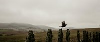Military soldiers in camouflage uniforms standing in formation during field training exercise with helicopter flying overhead in rural landscape.