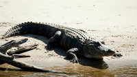 Large crocodile resting on sandy riverbank with textured scaly skin and powerful jaw visible in natural wetland habitat for wildlife and nature content.