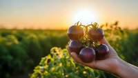Fresh ripe tomatoes held in cupped hands at golden hour sunset over organic farm field with warm sunlight creating natural glow for healthy eating concepts.