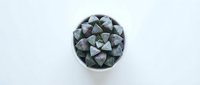 Small succulent plant with geometric triangular leaves in white ceramic pot on clean background for home decor and gardening projects.