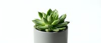 Potted succulent plant with green rosette leaves in gray ceramic container isolated on white background for home decor and design projects.