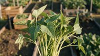 Young soybean plant with trifoliate leaves and developing pods in agricultural field during growing season for crop production and farming.