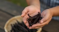 Hands holding freshly caught small fish or baitfish, outdoor fishing activity for commercial or recreational use.