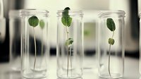 Green plant sprouts growing in glass test tubes, scientific laboratory research of seedling development and botanical experiments in controlled environment.