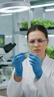 Female scientist examining plant sample with tweezers in modern laboratory wearing safety glasses and gloves for agricultural research and biotechnology studies.