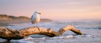 Seagull perched on driftwood at sunset beach with gentle waves and warm golden light creating peaceful coastal atmosphere for relaxation and nature themes.
