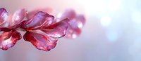 Pink and burgundy translucent flower petals with water drops against soft blurred background create dreamy spring atmosphere, macro photography with selective focus.