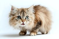 Fluffy brown Persian cat with big green eyes and expressive face showing tongue on white background, isolated studio portrait for pet and animal photography.
