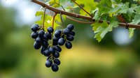 Fresh dark purple grapes hanging on grapevine branch with green leaves against blurred natural background, closeup view of ripe wine grapes in vineyard.