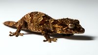 Isolated brown and tan textured gecko on white background, suitable for educational materials, wildlife design projects, and reptile-related content.