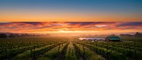 Vineyard rows extending toward horizon at golden sunrise with warm orange and purple sky, ideal for wine industry marketing and agricultural backgrounds.