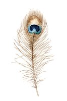 Isolated peacock feather with distinctive blue eye spot and tan plumage on white background, ready for design projects, apparel printing, and decorative applications.