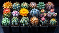Vibrant collection of colorful cactus plants in small black pots showing diverse species with blooming flowers, spines and unique shapes against dark background.