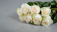 Fresh cream-colored roses with green leaves lying on gray surface, soft natural lighting creates gentle shadows highlighting delicate petals and romantic mood.