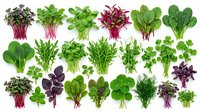 Fresh microgreens and baby leafy vegetables collection isolated on white background for healthy cooking and salad preparation.