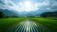 Vibrant green rice paddy field with rows reflecting in water, surrounded by misty mountains under dramatic sunburst sky and scattered clouds in rural landscape.