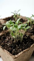 Young green seedlings sprouting from rich dark soil in biodegradable peat pots for organic gardening and sustainable agriculture cultivation.