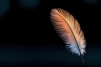 Delicate white feather with soft pink and peach tones floating against dark background, creating ethereal mood. Macro photography captures intricate barbs and texture.