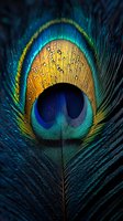 Vibrant peacock feather with water droplets showing iridescent blue, green and golden colors in dramatic macro photography against dark background.