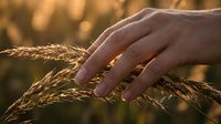 Hand gently touching golden wheat ears in warm sunlight, representing harvest season, agriculture, farming, and connection with nature during sunset.