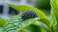 Detailed macro shot of swallowtail butterfly caterpillar with distinctive black and white striped pattern resting on textured green leaf in natural environment.