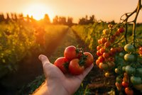 Fresh ripe tomatoes in farmer hand at sunset in organic vegetable garden with golden light illuminating rows of healthy tomato plants during harvest season.