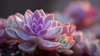 Close-up of purple and pink succulent with water droplets on fleshy leaves against blurred background, ideal for wellness and nature designs.