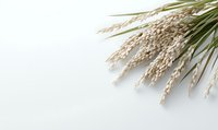 Fresh rice plant stalks with mature grains arranged in corner composition against clean white background, creating minimalist agricultural design element.