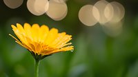 Vibrant yellow marigold flower in full bloom against blurred natural green background with soft bokeh lights creating dreamy atmosphere. Macro photography.