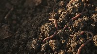 Earthworms crawling through rich, moist soil in natural garden or farming environment, suitable for agriculture, gardening, composting, and environmental education content.