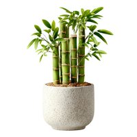 Lucky bamboo plant in modern concrete pot isolated on white background for home decor and feng shui interior design projects.
