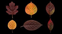 Autumn leaves collection isolated on transparent background, ready for t-shirt design, clipart, stickers, sublimation and print-on-demand projects.