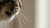 Close-up of tabby cat's face in profile showing whiskers and fur texture against neutral background. Suitable for pet care, veterinary, and animal wellness content.