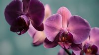 Purple orchid flowers blooming with delicate petals and intricate patterns against soft blurred background for spa wellness and botanical decor projects.