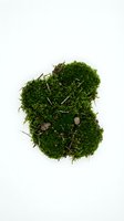 Isolated moss clump with twigs and soil particles on white background, ready for design, botanical, nature, and environmental graphics use.