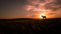 Horse silhouette standing on grassy hill against dramatic orange sunset sky with wispy clouds creating peaceful countryside landscape scene.
