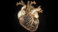 Anatomical gold human heart model with detailed arterial and venous system against black background, showing intricate cardiovascular structure.