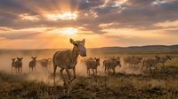 Herd of cattle running across open grassland at golden hour sunset with dramatic sky and mountain backdrop creating dust clouds in pastoral landscape.