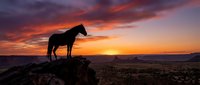 Horse silhouette standing on rocky outcrop against dramatic sunset sky with orange and purple clouds over desert landscape for western themed designs.