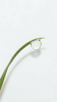 Single water droplet hanging from green grass blade tip on white background, isolated nature element for environmental and freshness concepts.