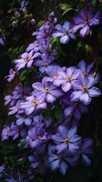 Vibrant purple clematis flowers blooming on vine against dark background, creating dramatic garden display for landscaping inspiration.