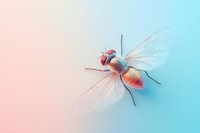 Colorful stylized fly insect with transparent wings on gradient pastel pink and blue background, suitable for nature and science publications.