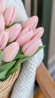 Fresh light pink tulips in wicker basket with white knitted blanket, creating soft romantic spring atmosphere. Close up view shows delicate petals and green stems.