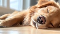 Sleeping golden retriever dog lying on wooden floor in soft natural light, close-up view of muzzle showing peaceful expression and wet nose.